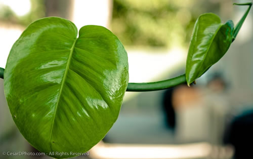 Malanga Leaf